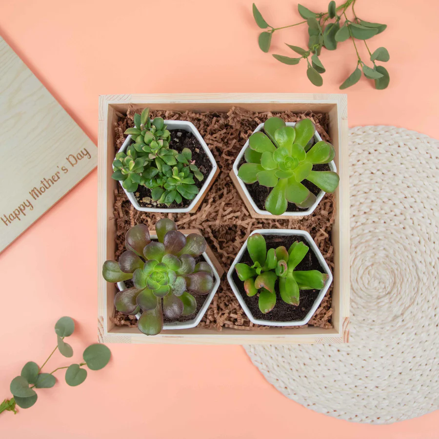Personalized Mother's Day Succulent Gift Crate