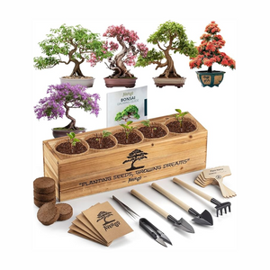 Breezy Gifting Bonsai Tree Growing Kit