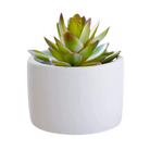 Sweet Home Gift Item Succulent