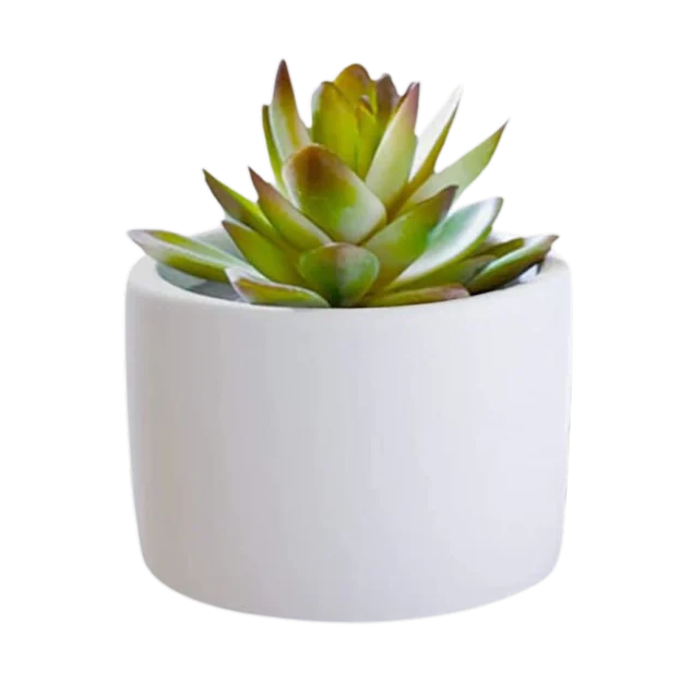 Sweet Home Gift Item Succulent